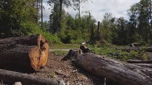 Best Utility Line Clearance  in Mendota, CA
