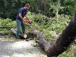 Best Tree Trimming and Pruning  in Mendota, CA