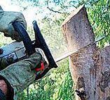 Best Emergency Tree Removal  in Mendota, CA
