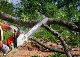 Best Tree Disease Treatment  in Mendota, CA