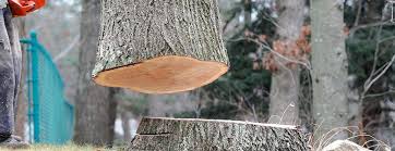 Best Fruit Tree Pruning  in Mendota, CA