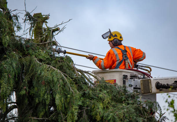 Best Tree Preservation Services  in Mendota, CA