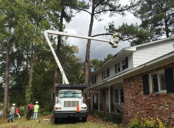 Best Tree and Shrub Care  in Mendota, CA