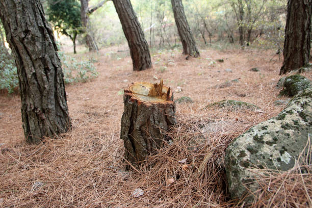  Mendota, CA Tree Care Pros