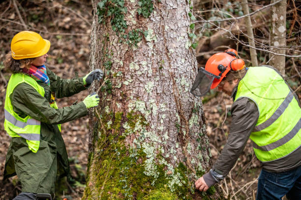 Trusted Mendota, CA Tree Care Experts