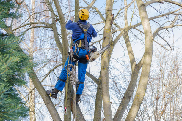 Best Arborist Consultation Services  in Mendota, CA
