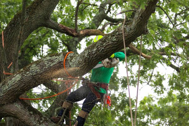 Best Storm Damage Tree Cleanup  in Mendota, CA