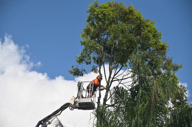 Best Lawn Watering Services  in Mendota, CA