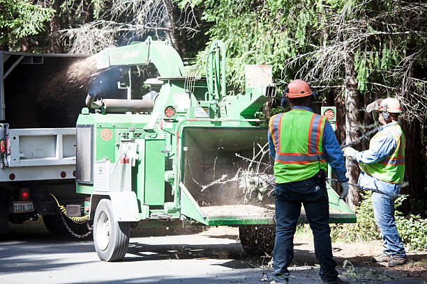Pest Control for Lawns in Mendota, CA