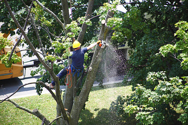 Best Hedge Trimming  in Mendota, CA