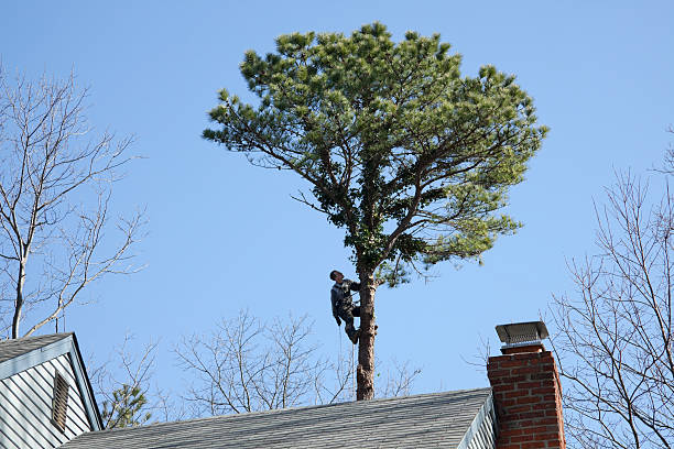 Best Lawn Dethatching  in Mendota, CA