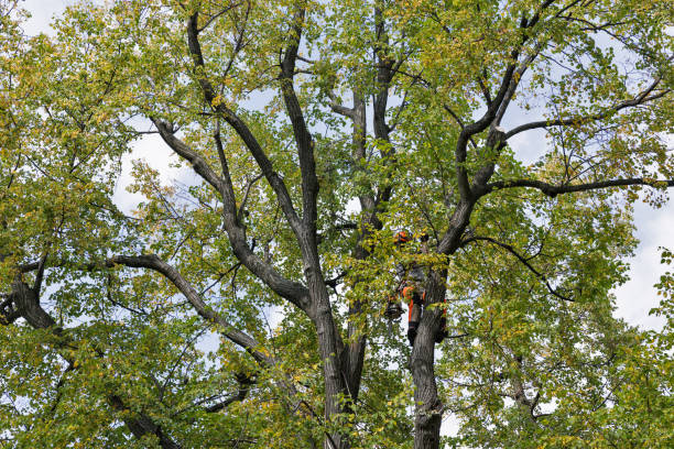 How Our Tree Care Process Works  in  Mendota, CA